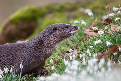 European otter (Lutra lutra) adult animal on a river bank with flowering Snowdops, Norfolk,