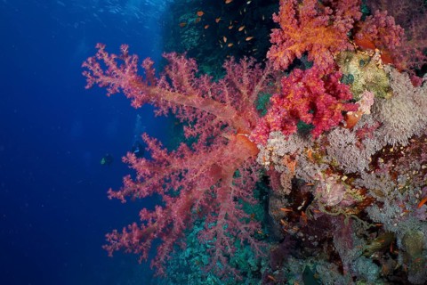 Hemprich's tree coral (Dendronephthya hemprichi), dive site Habili Jaffa, St Johns Reef, Saint