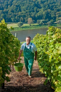 Not far from the Boselspitze, leaning towards the Elbe, is the vineyard known as the Rote Presse .
