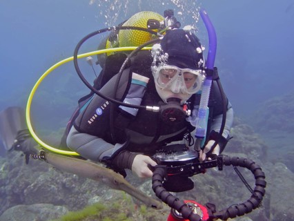 Diver with camera looking at atlantic cornetfish (Aulostomus strigosus), dive site Puerto Naos, La