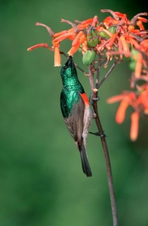 Greater Double-collared Sunbird, male, Addo Elephant national park, South_Africa (Nactarinia afra),