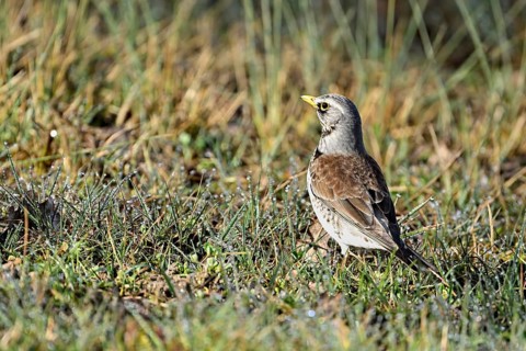 Fieldfare (Turdus pilaris), standing in the grass, Switzerland, Europe