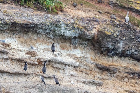 Cormorants (Phalacrocoracidae), Otago Peninsula, New Zealand, Oceania