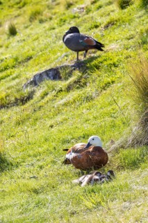 Maori duck (Aythya novaeseelandiae), Ben Lomond mountain, Queenstown, Otago, New Zealand, Oceania