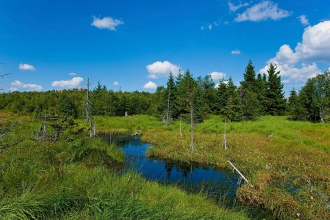 Zinnwald-Georgenfeld raised bog in the Ore Mountains