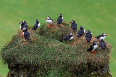 Puffin (Fratercula arctica) sitting on a grassy rock, Heimaey Island, Westman Islands,