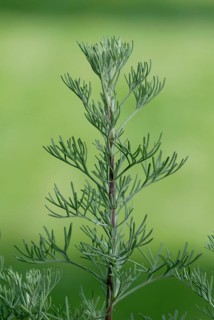 Southernwood (Artemisia abrotanum maritima)