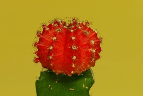 Red Cap (Gymnocalycium optima rubra)