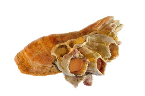 Acorn barnacle (Megabalanus tintinnabulum) growing on American common slipper shell (Crepidula
