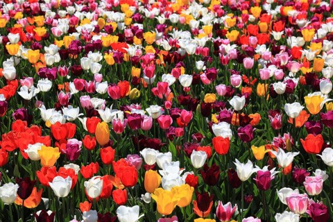 Many colourful tulips in one area