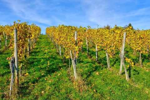 Autumn vineyard landscape on the Swabian Alb in the vineyards of Metzingen, Baden-Württemberg,