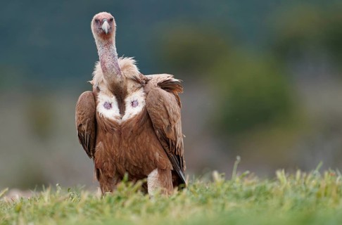 Griffon vulture (Gyps fulvus), portrait, Pyrenees, Catalonia, Spain, Europe