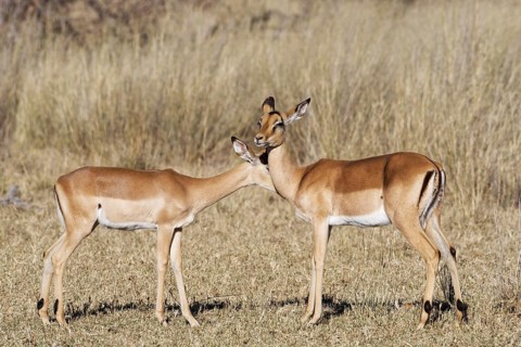 Common impalas (Aepyceros melampus), two females in dry grassland, showing affection, savanna,