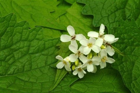 Garlic rue, garlic rue, medicinal plant, seasoning plant, spice, herb, wild plant, medicinal use,