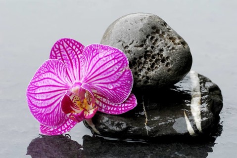 Stone and orchid blossom (Phalaenopsis)