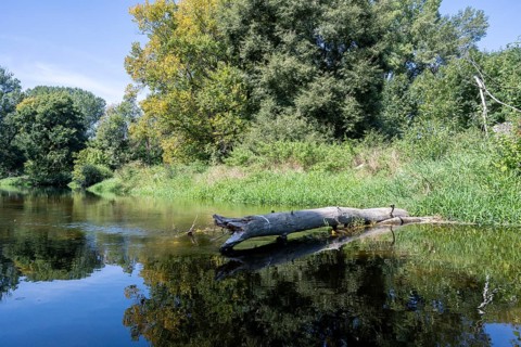 River landscape of the Thaya in late summer, Czech Republic, Europe