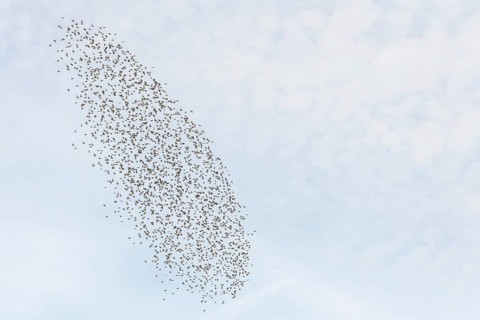 Common (Sturnus vulgaris) starlings fly together, in perfect symbiosis to protect themselves from