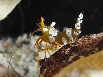 Squat shrimp (Thor amboinensis), sexy shrimp, dive site house reef, Mangrove Bay, El Quesir, Red