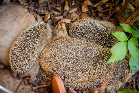 Hedgehog mother with young in the living environment of humans. A near-natural garden is a good