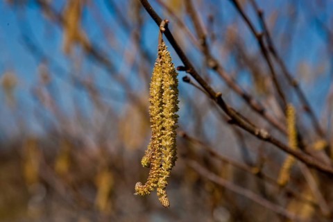 Male catkins of the hazelnut