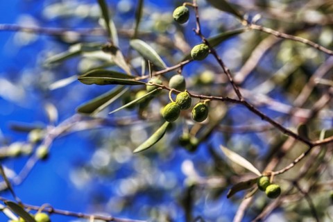 Unripe olives on a branch, olive branch, olive tree (Olea), olive tree, detail, symbolic image