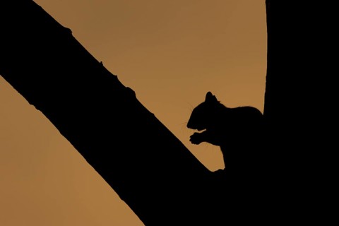 Grey squirrel (Sciurus carolinensis) adult animal in a tree at sunset, Suffolk, England, United