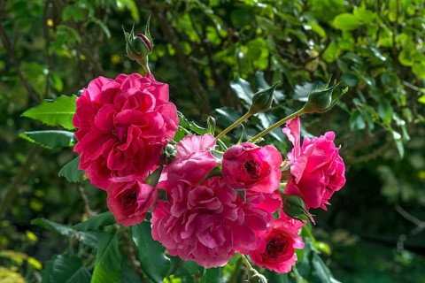 Rose blossoms (Rosa) and buds, Bavaria, Germany, Europe