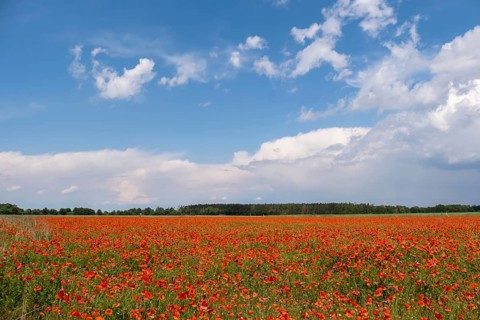 Blooming field of poppy flowers (Papaver rhoeas), Havelland, Brandenburg, Germany, Europe