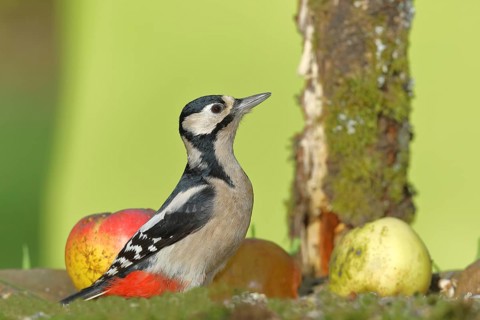 Great spotted woodpecker (Dendrocopos major), female, sitting among fallen fruit in a meadow