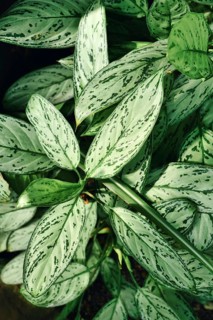Tropical 'Aglaonema Commutatum Silver Queen' plant with beautiful silver markings on leaves