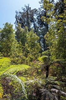 Lake Matheson Trail, New Zealand, Oceania