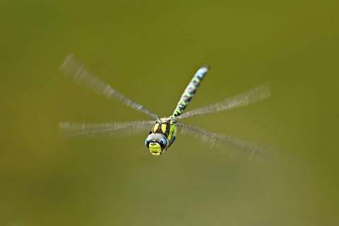 Emperor dragonfly (Anax imperator), in flight, Selger Moor, Canton Zurich, Switzerland, Europe