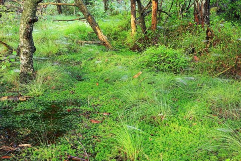 Peat mosses (Sphagnum), pale mosses (Sphagnum), pine, pine family (Pinaceae), forest, Eulenbruck,