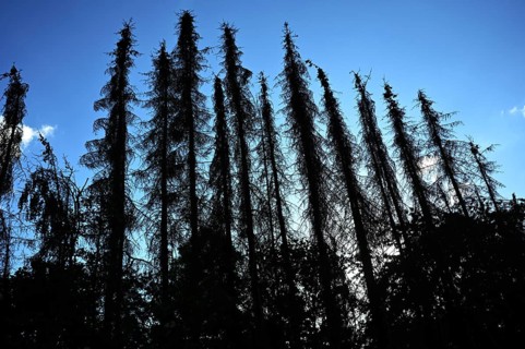 Forest damage in the Sauerland region has caused about 40 % of the spruce population, especially in