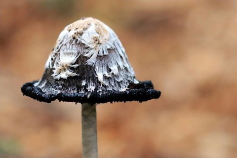 Close up of a Schopftintling Shaggy Ink Cap (Coprinus Comatus) mushroom