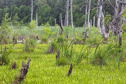 Mühlensee, Lake Muehlen near Kargow in the Mueritz National Park, Müritz-Nationalpark in summer,