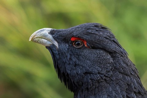 Western capercaillie (Tetrao urogallus), Eurasian capercaillie, wood grouse male, cock, close-up of