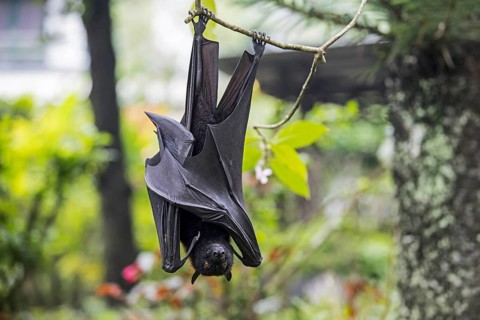 Large flying fox (Pteropus vampyrus), large fruit bat, kalang, kalong hanging in tree, Indonesia,