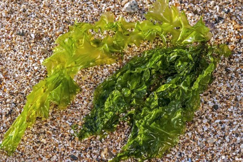 Gutweed, grass kelp (Enteromorpha intestinalis) (Ulva intestinalis) green alga washed ashore on