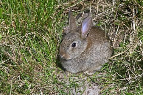 Young European rabbit (Oryctolagus cuniculus) in front of burrow entrance, Germany, Europe