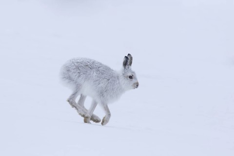 Mountain hare (Lepus timidus), Alpine hare, snow hare in winter pelage running in the snow,