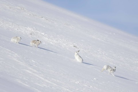 Four mountain hares (Lepus timidus), Alpine hare, snow hare group in white winter pelage sitting in