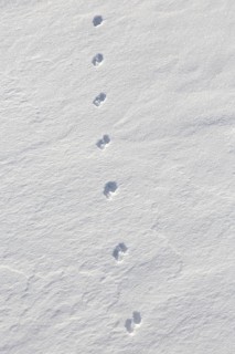 Close-up of footprints from stoat, short-tailed weasel (Mustela erminea), ermine in the snow in