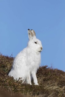 Mountain hare (Lepus timidus), Alpine hare, snow hare in white winter pelage sitting in moorland,