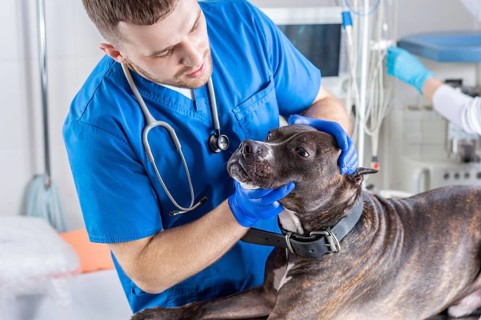 Image of a bulldog being examined at the clinic. Two doctors. Veterinary medicine concept. Taking