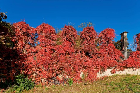 Autumn colours in the park of Albrechtsberg Castle