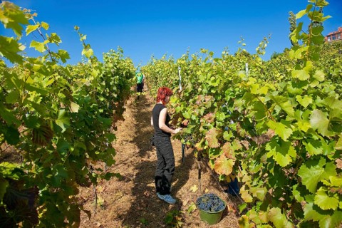 Grape grape harvest in the Spaargebirge near Meißen
