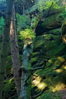 Schrammstein area in Saxon Switzerland