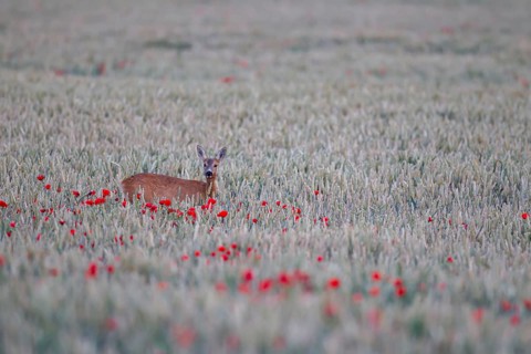 Roe deer (Capreolus capreolus) adult female doe in a farmland wheat field with flowering poppy