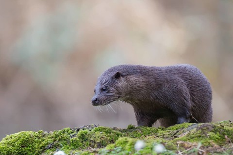 European otter (Lutra lutra) adult animal on a river bank, Norfolk, England, United Kingdom, Europe